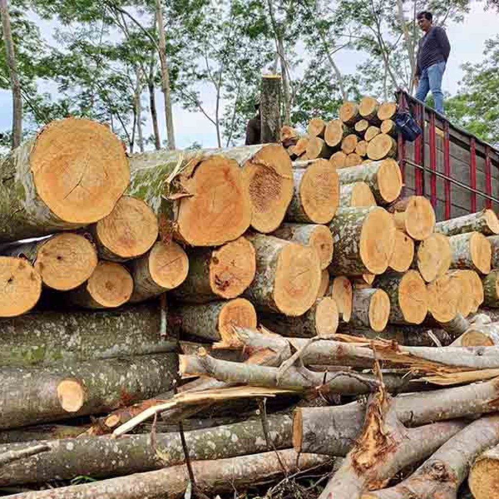 Pekerja membongkar muat potongan log kayu sengon laut (Paraserianthes falcataria) hasil tebangan hutan rakyat ke atas truk di Tulungagung, Jawa Timur, Kamis (18/2/2021). Dinas Kehutanan Jawa Timur menargetkan produksi kayu bulat di daerah itu sebesar 526.474 meter kubik seiring dengan perluasan lahan melalui pemanfaatan hutan rakyat. ANTARA FOTO/Destyan Sujarwoko/wsj.
